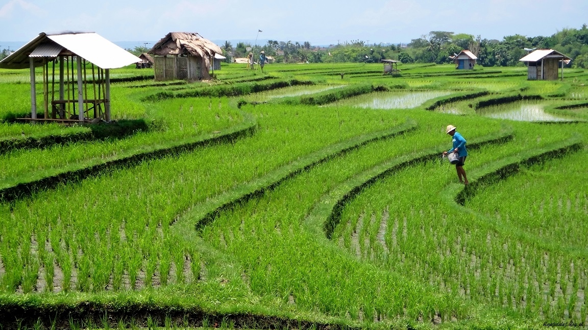 Zachwycające tarasy ryżowe Bali