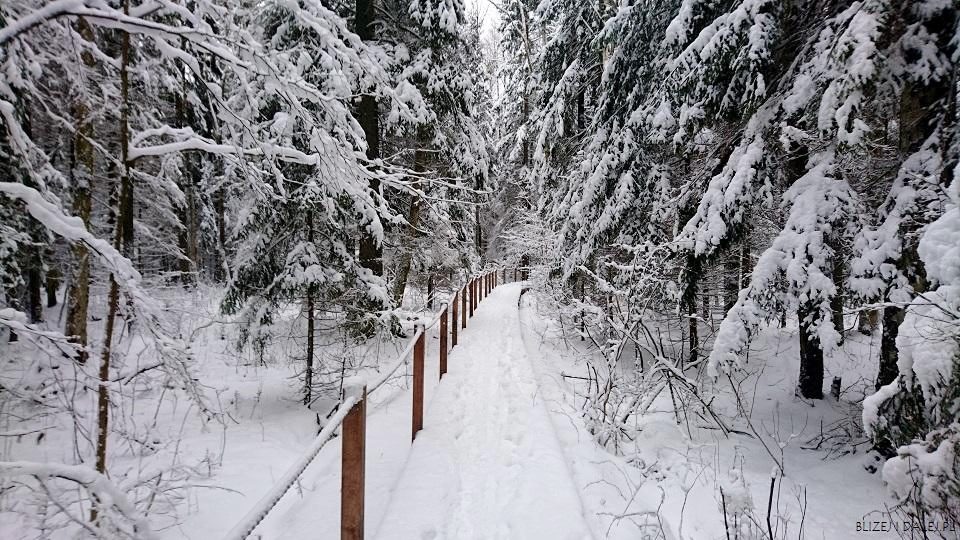 Biała zima na szlaku “Żebra Żubra”, Białowieża