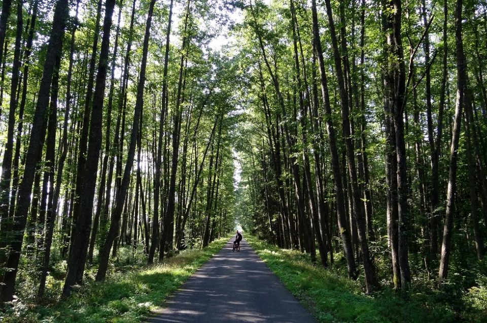 Puszcza Białowieska – Dziadek Mróz i Kamieniuki, Białoruś